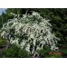 спирея белая вангутта саженцы купить в алматы в казахстане цветущий кустарник питомник растений Rostok